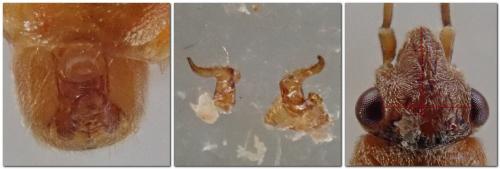 Arocatus longiceps